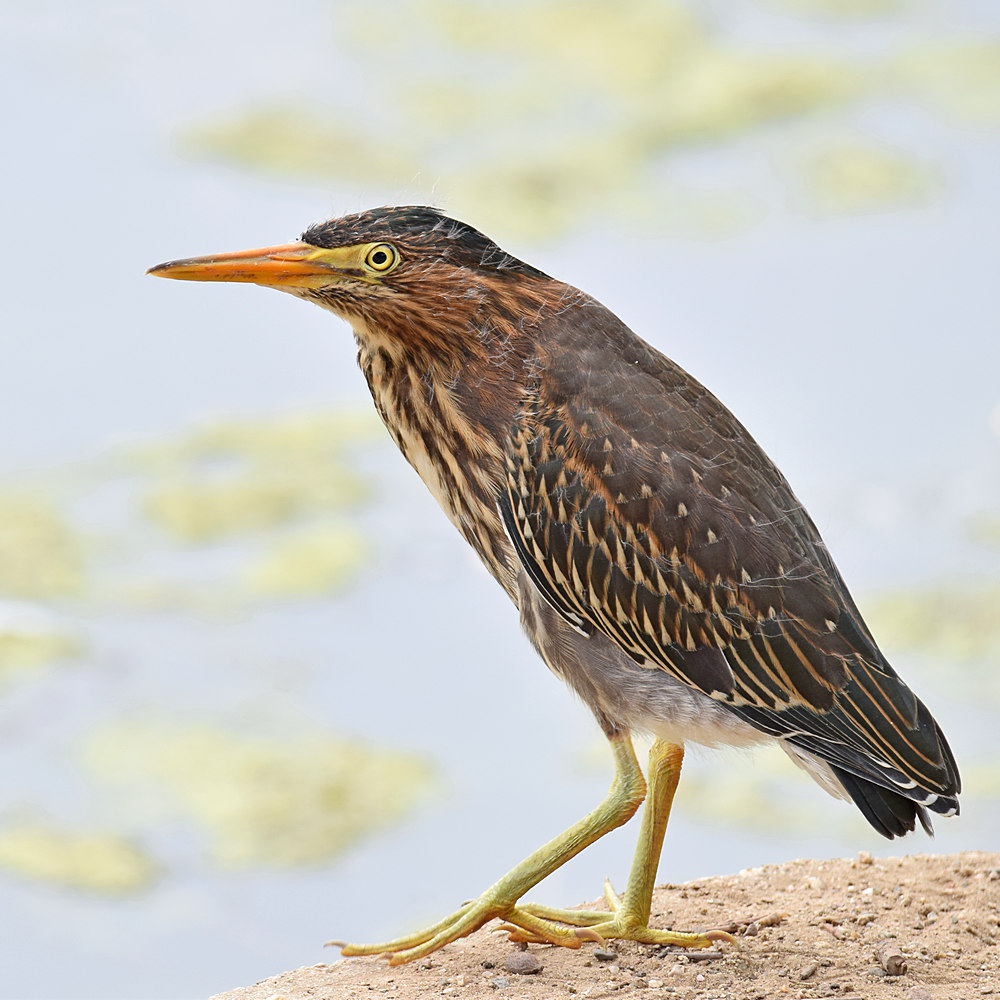 GreenHeron4.jpg