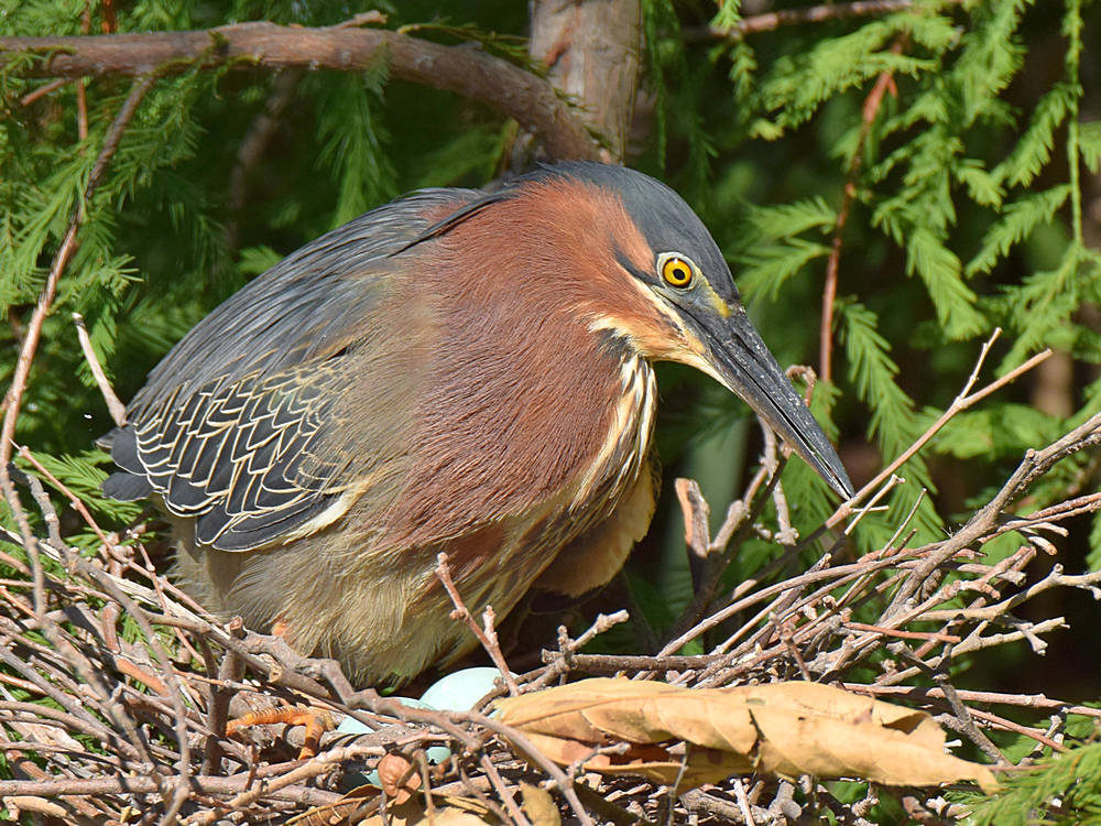 GreenHeron4.jpg