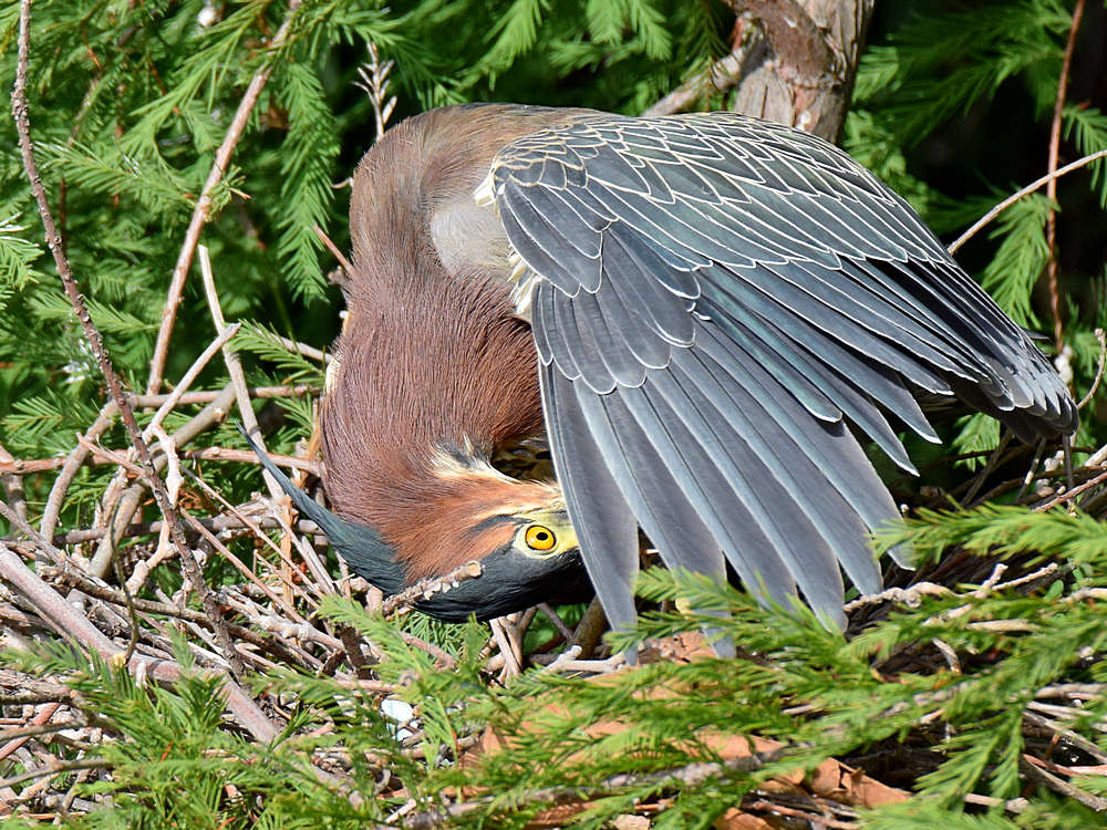 GreenHeron4.jpg