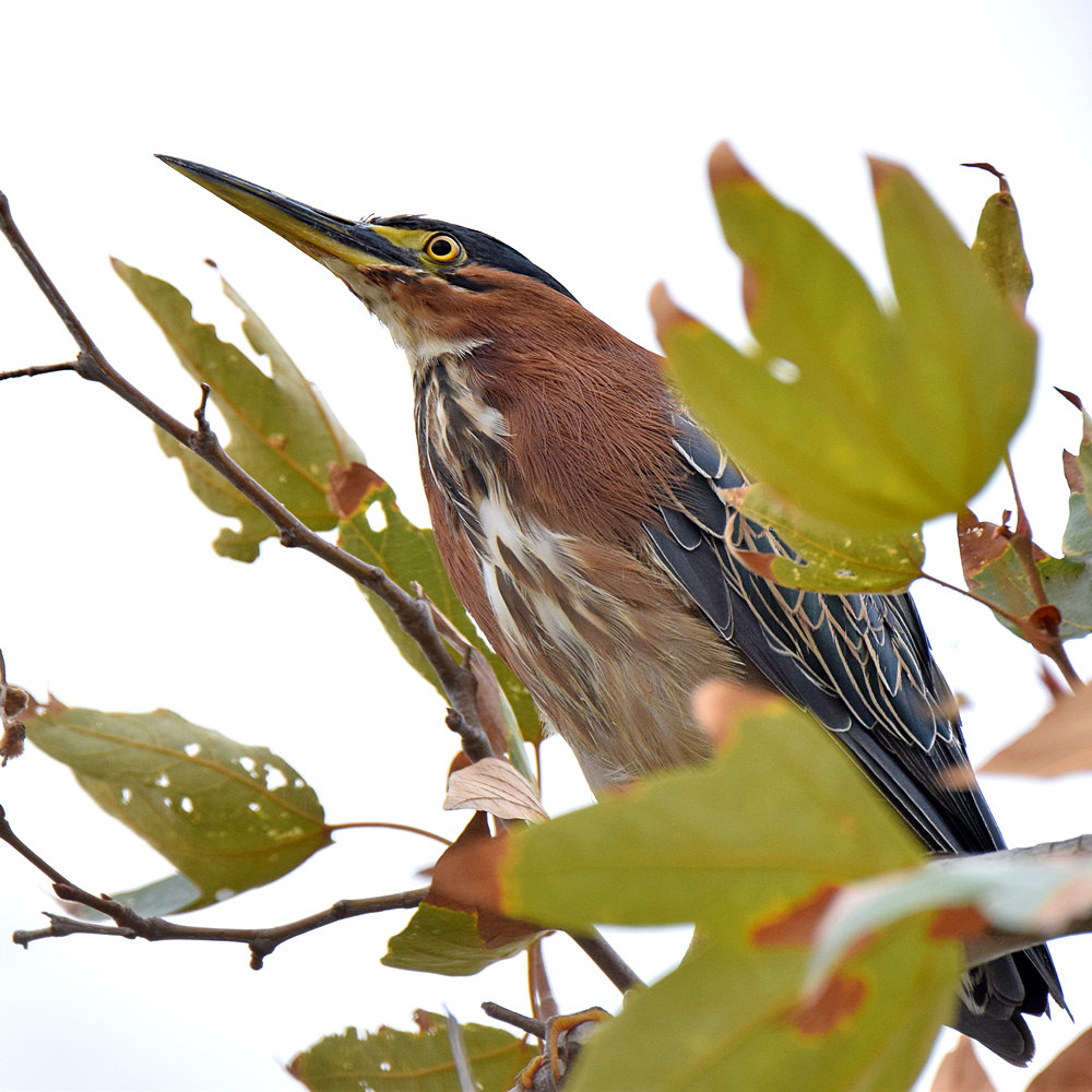 GreenHeron4.jpg