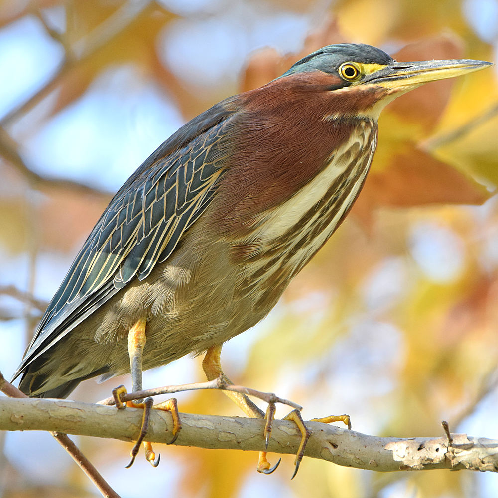 GreenHeron4.jpg