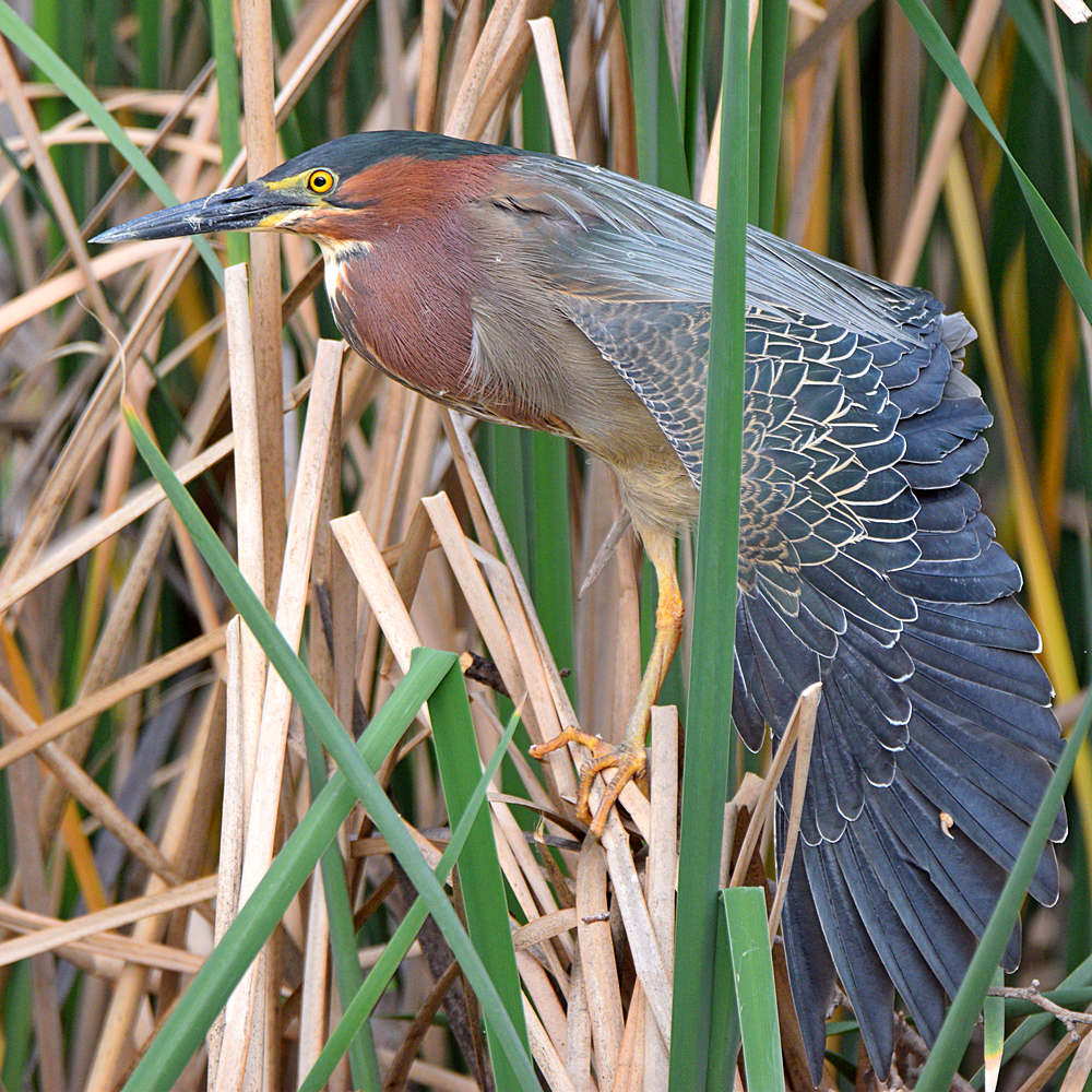 GreenHeron4.jpg