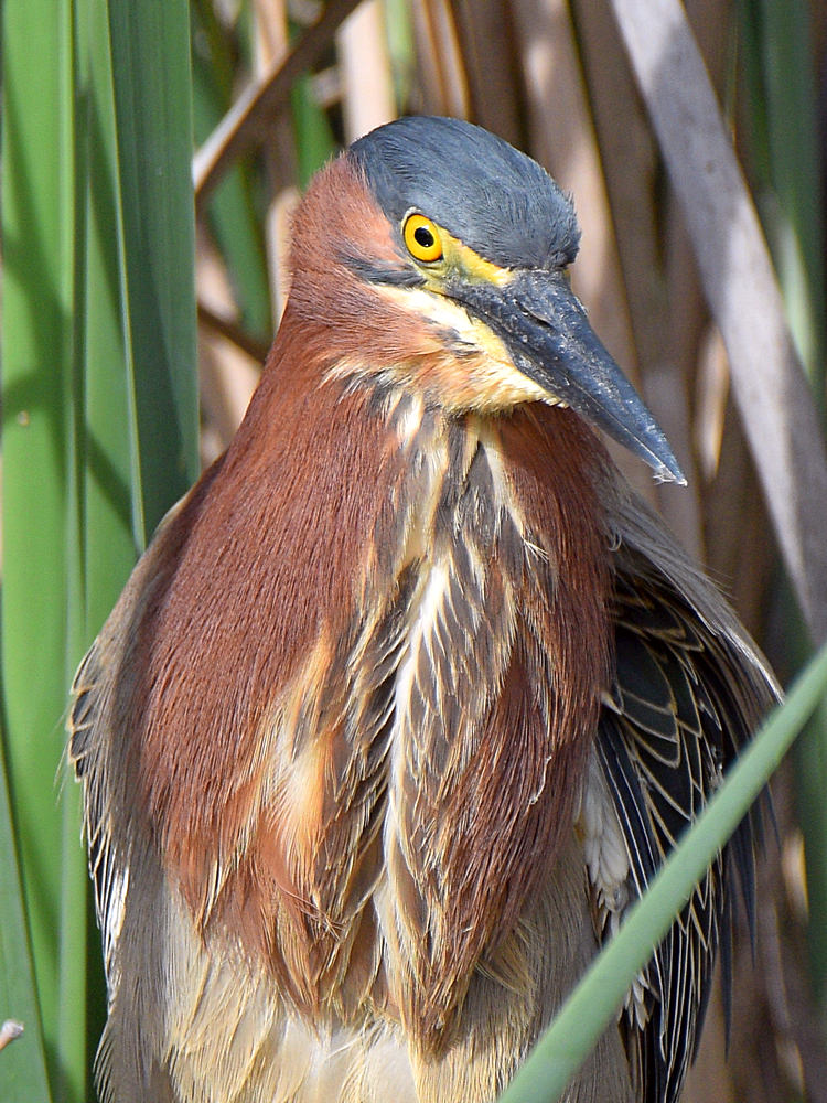 GreenHeron4.jpg