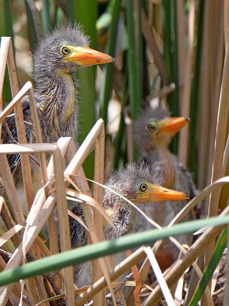 GreenHeron4.jpg