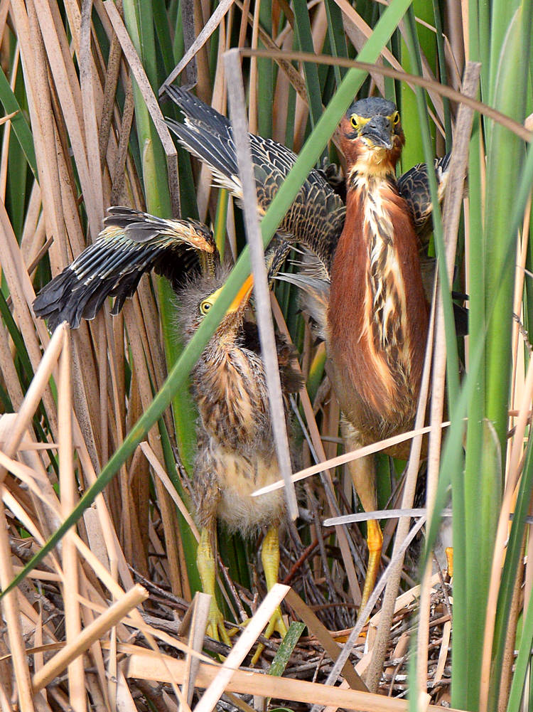 GreenHeron4.jpg
