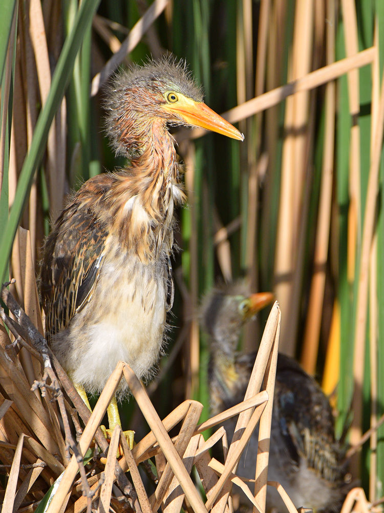 GreenHeron4.jpg