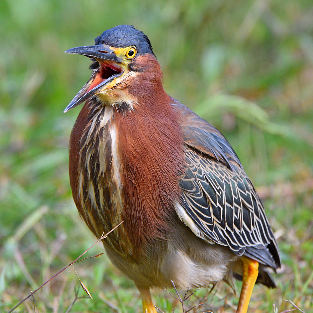 GreenHeron4.jpg