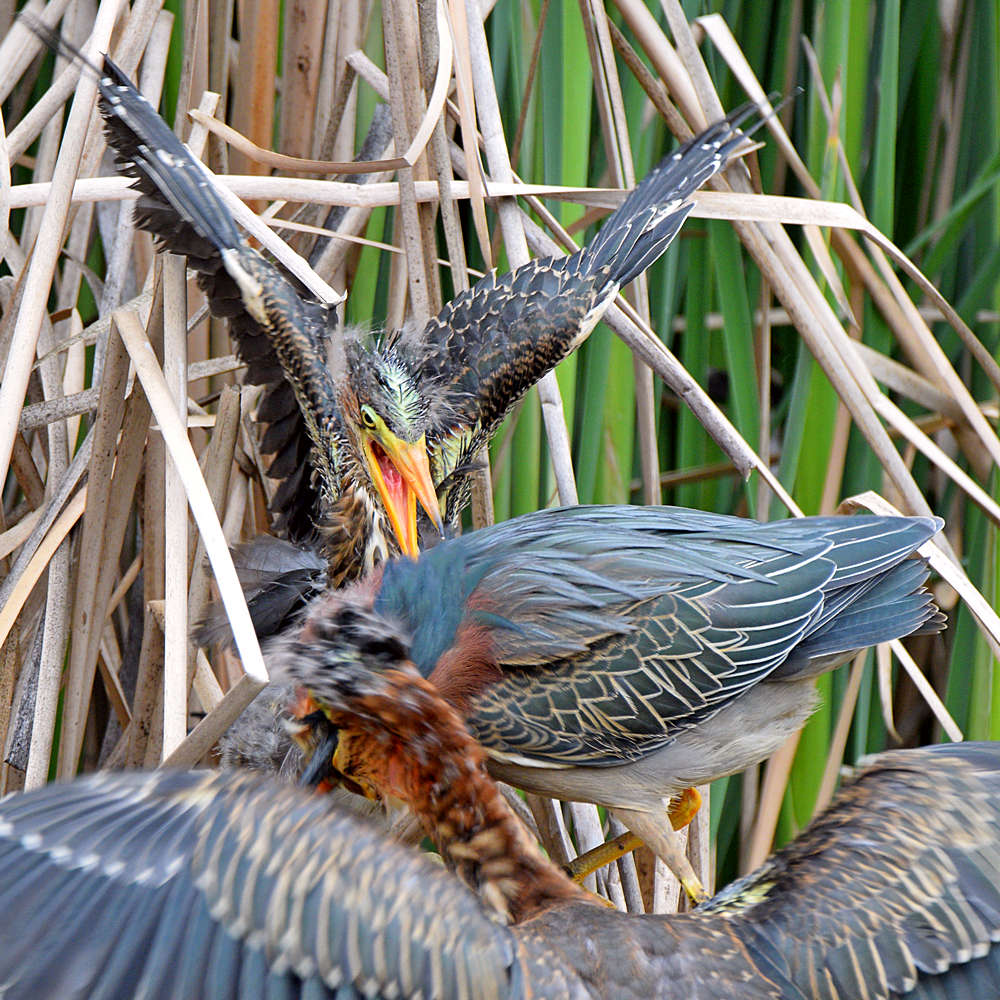 GreenHeron4.jpg