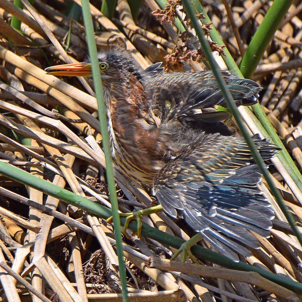 GreenHeron4.jpg
