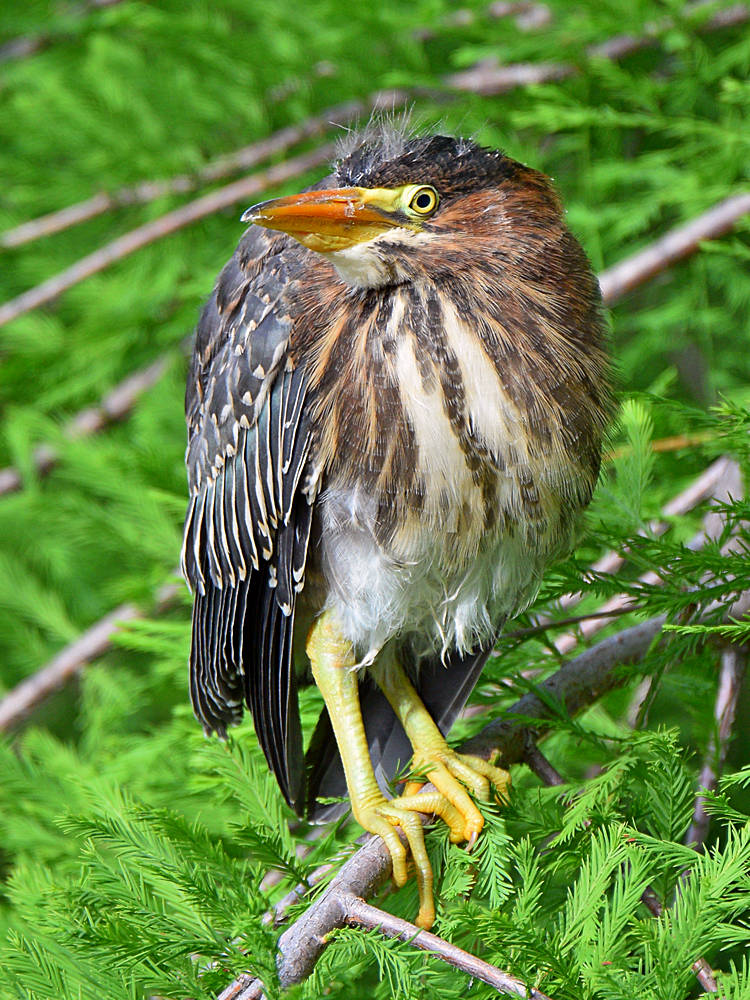 GreenHeron4.jpg