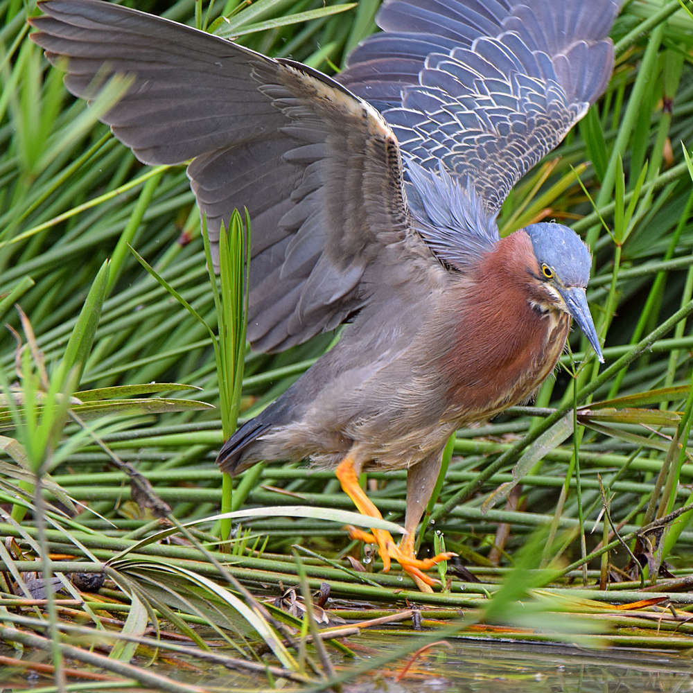 GreenHeron4.jpg