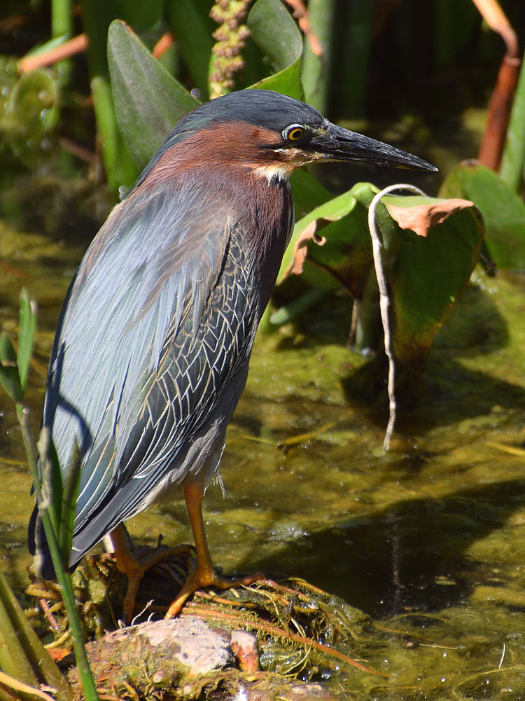 GreenHeron4.jpg