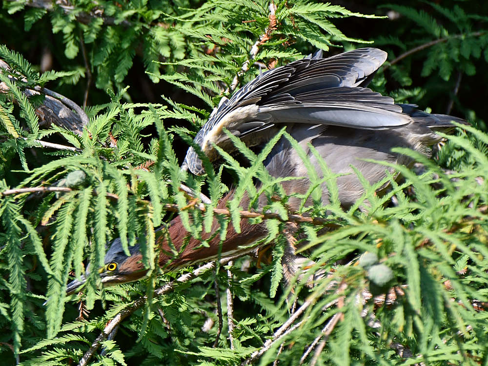 GreenHeron4.jpg
