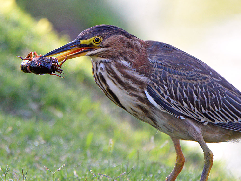GreenHeron4.jpg