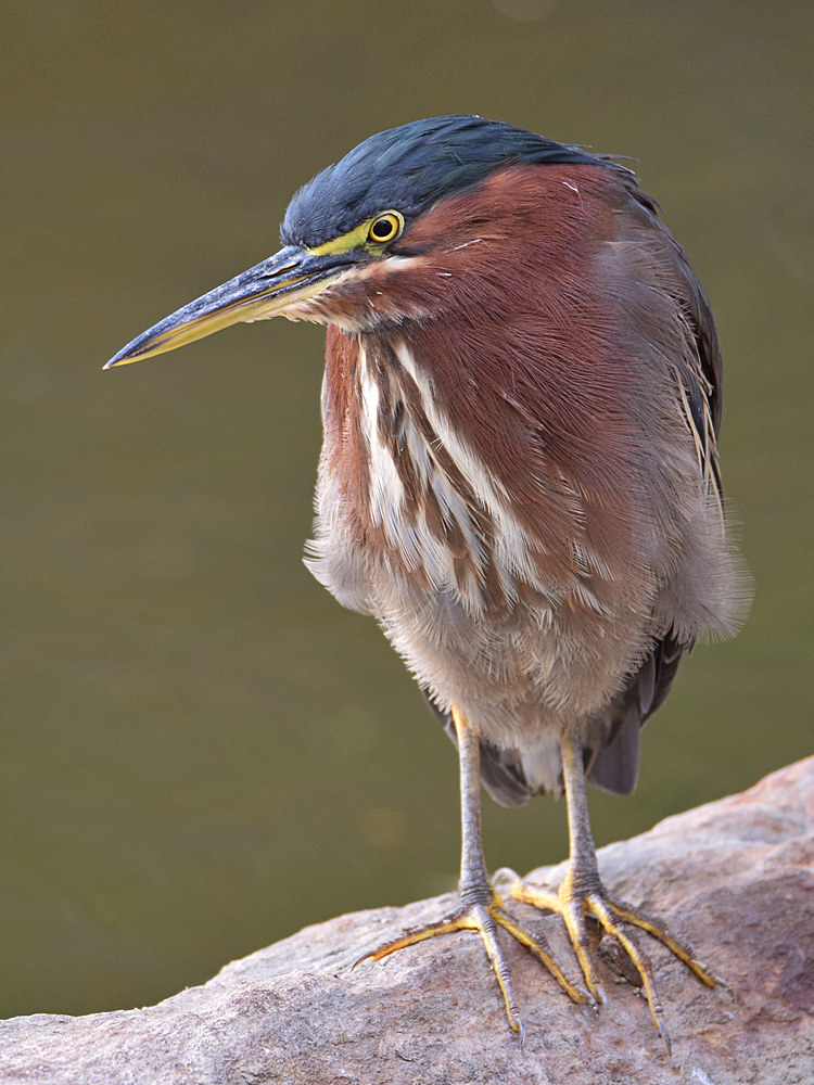 GreenHeron4.jpg