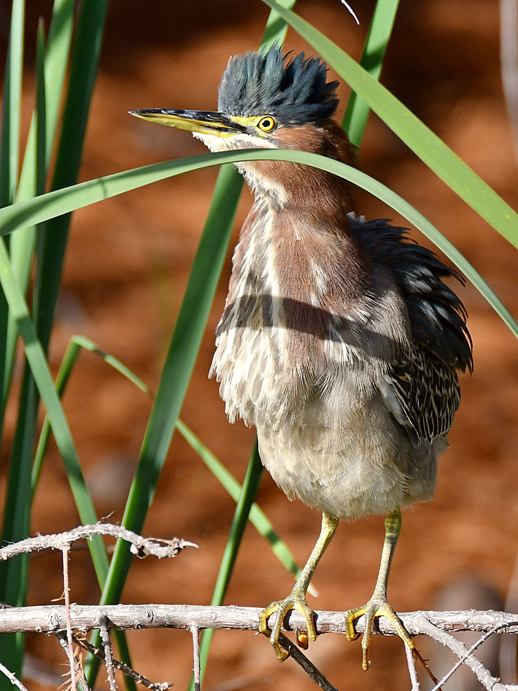 GreenHeron4.jpg