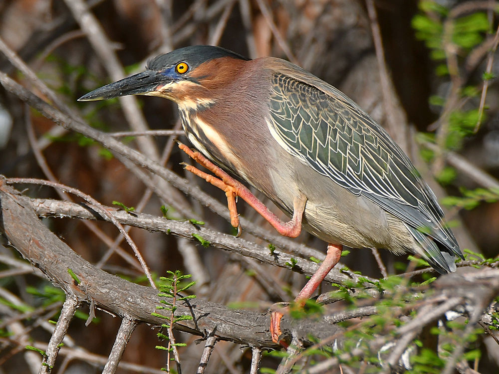 GreenHeron4.jpg