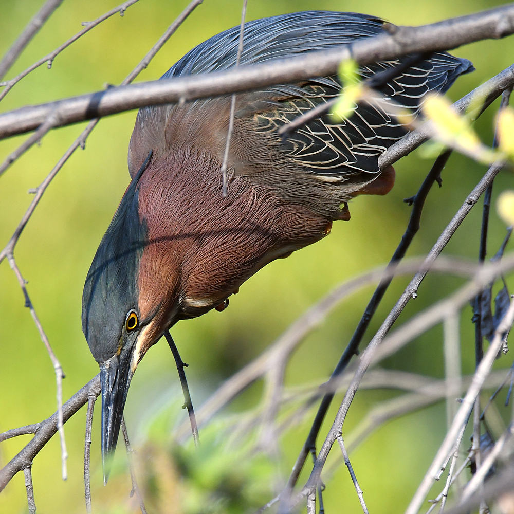 GreenHeron4.jpg