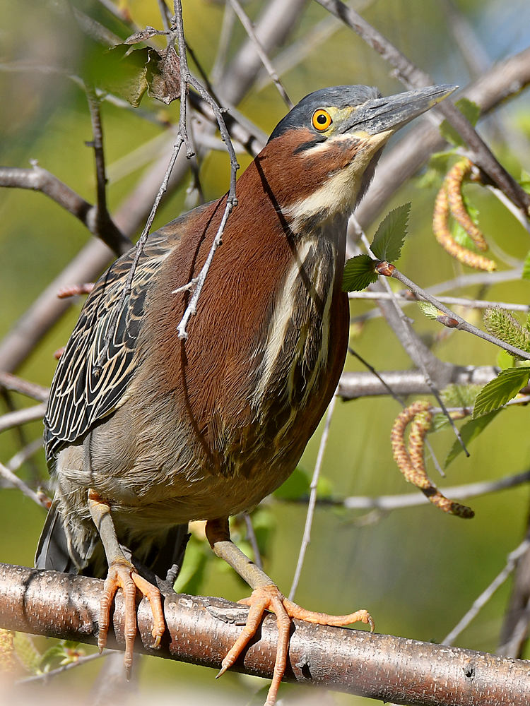 GreenHeron4.jpg