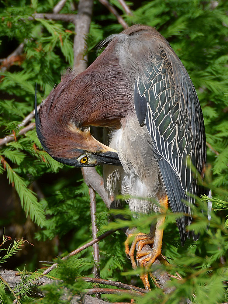 GreenHeron4.jpg