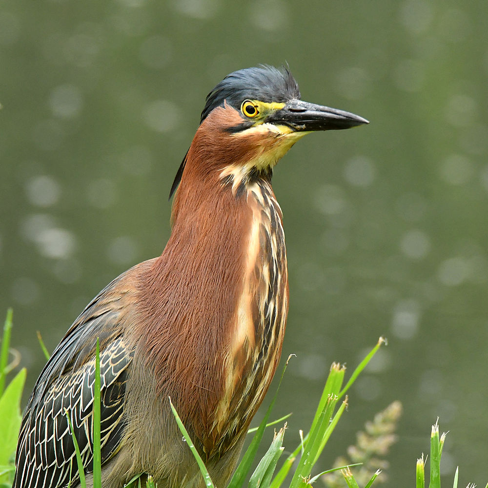 GreenHeron4.jpg