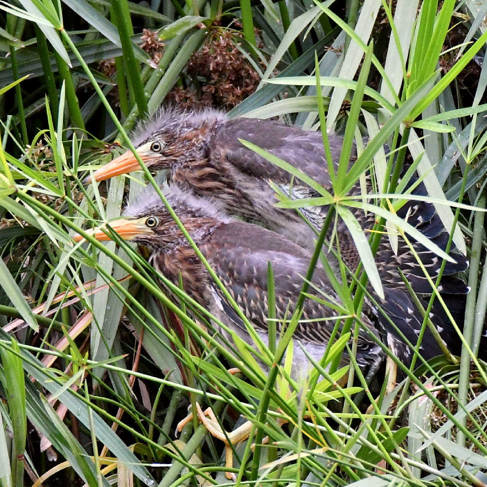 GreenHeron4.jpg
