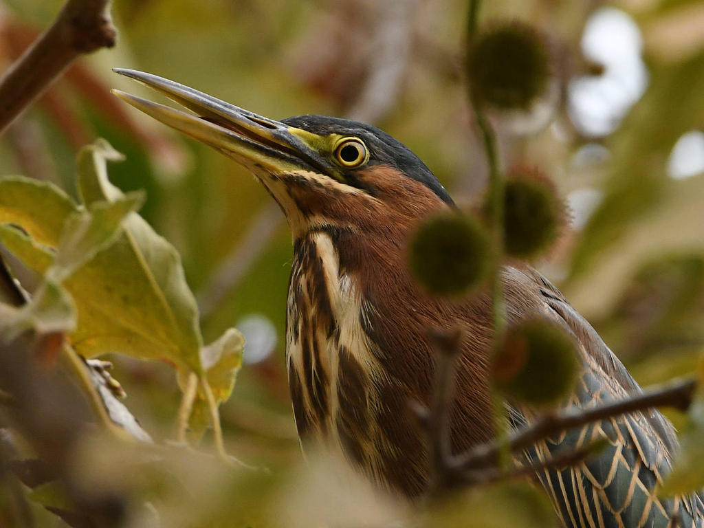 GreenHeron4.jpg