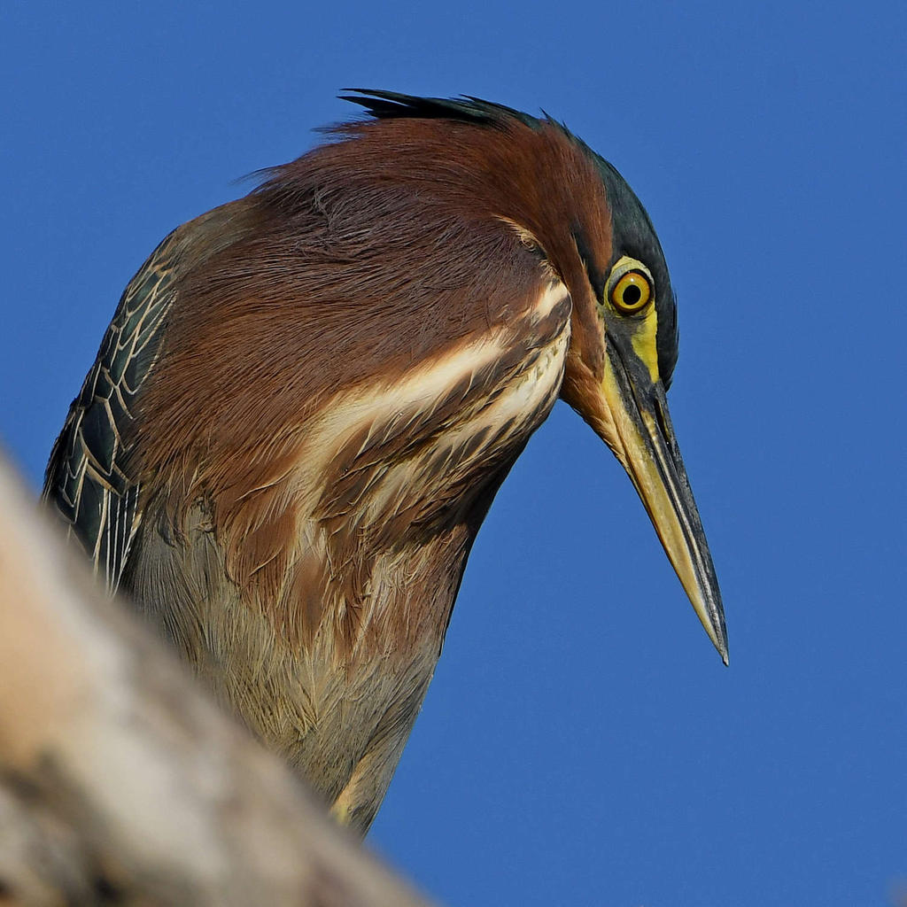 GreenHeron4.jpg