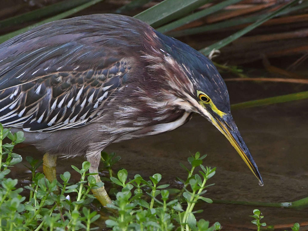 GreenHeron4.jpg