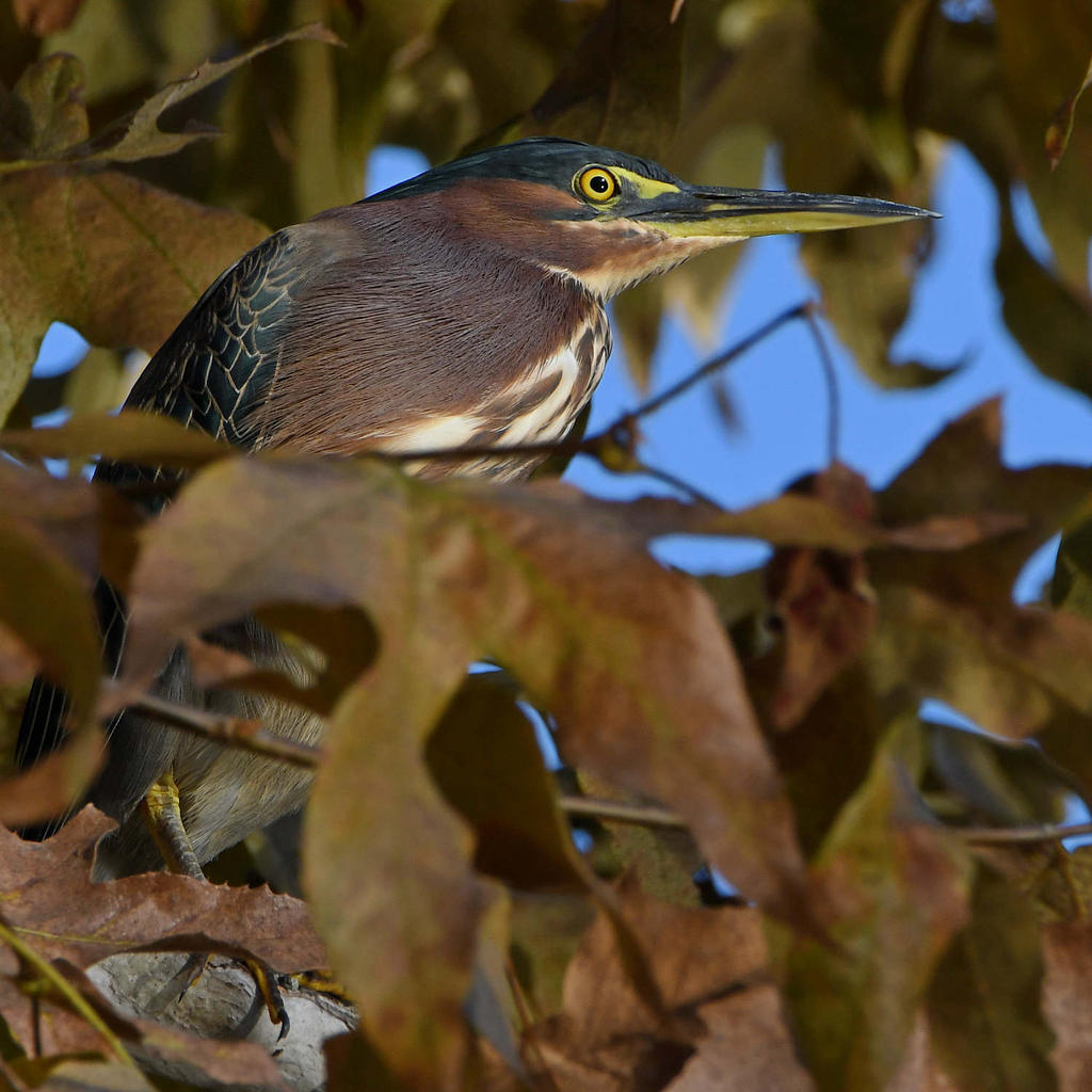 GreenHeron4.jpg