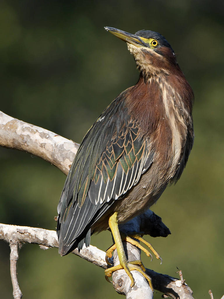 GreenHeron4.jpg