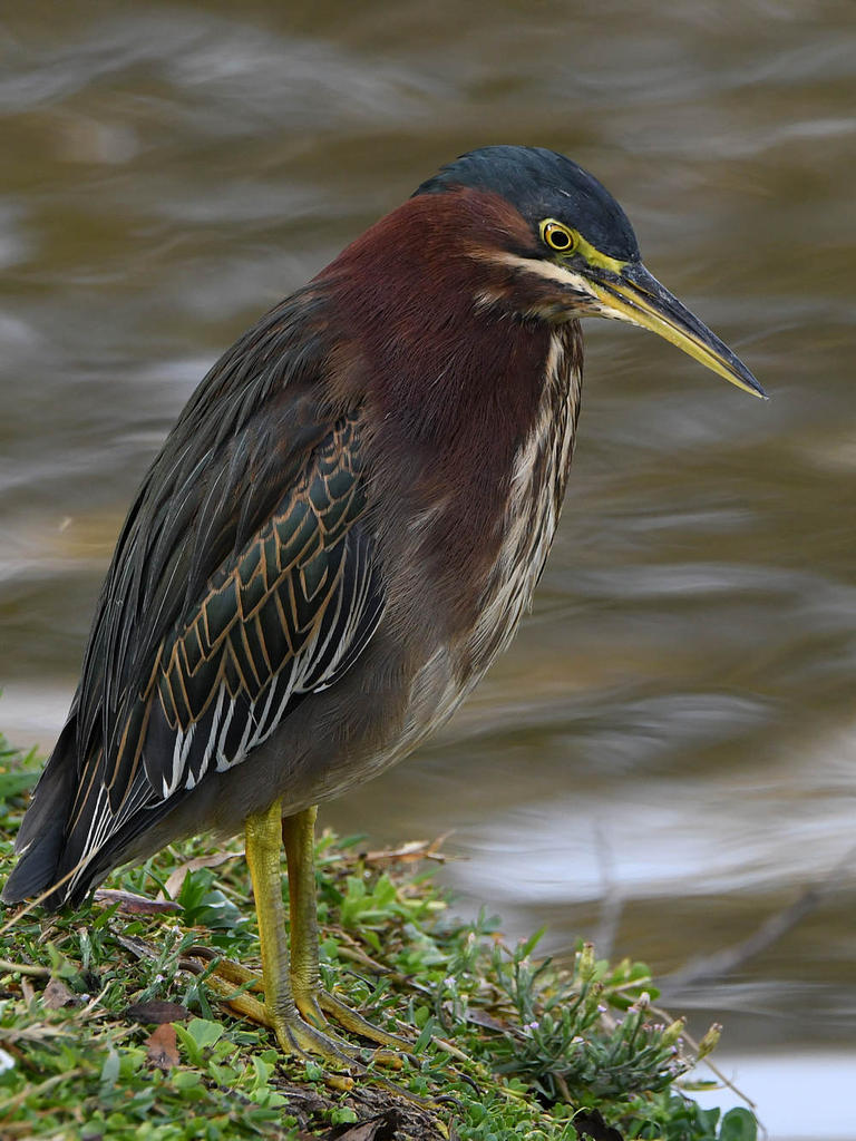 GreenHeron4.jpg