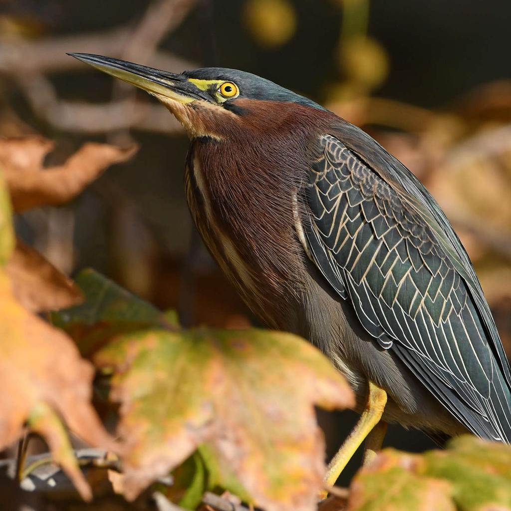 GreenHeron4.jpg