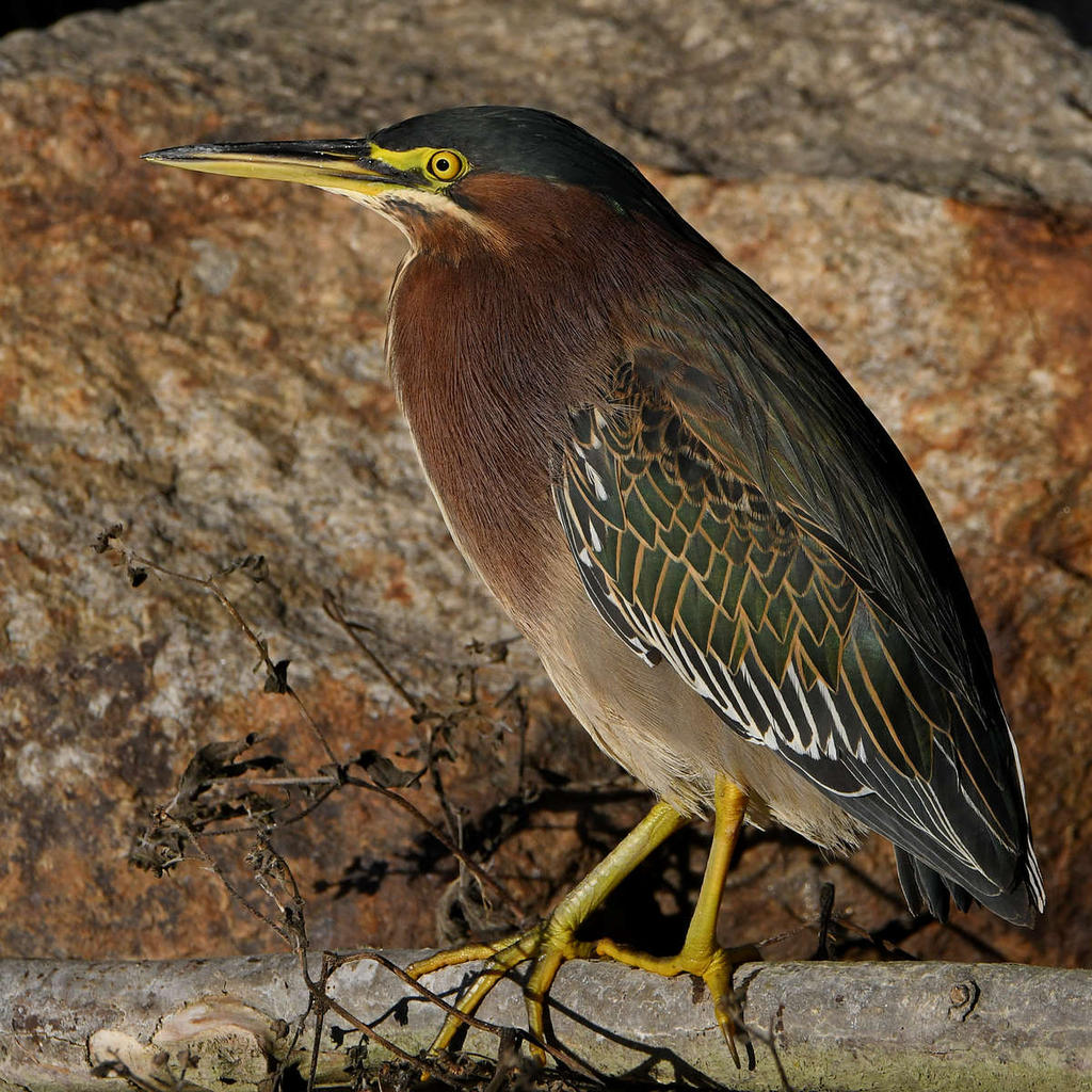 GreenHeron4.jpg