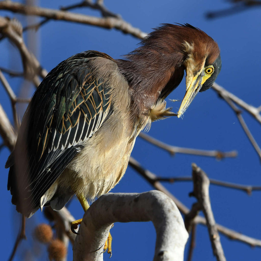 GreenHeron4.jpg
