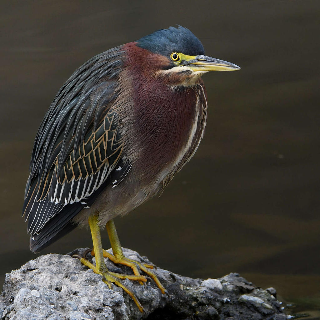 GreenHeron4.jpg