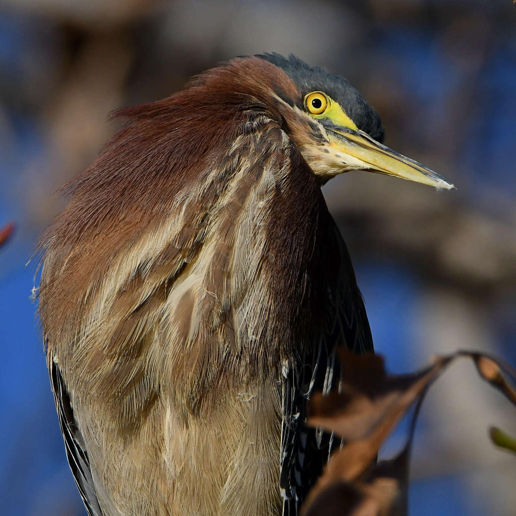 GreenHeron4.jpg
