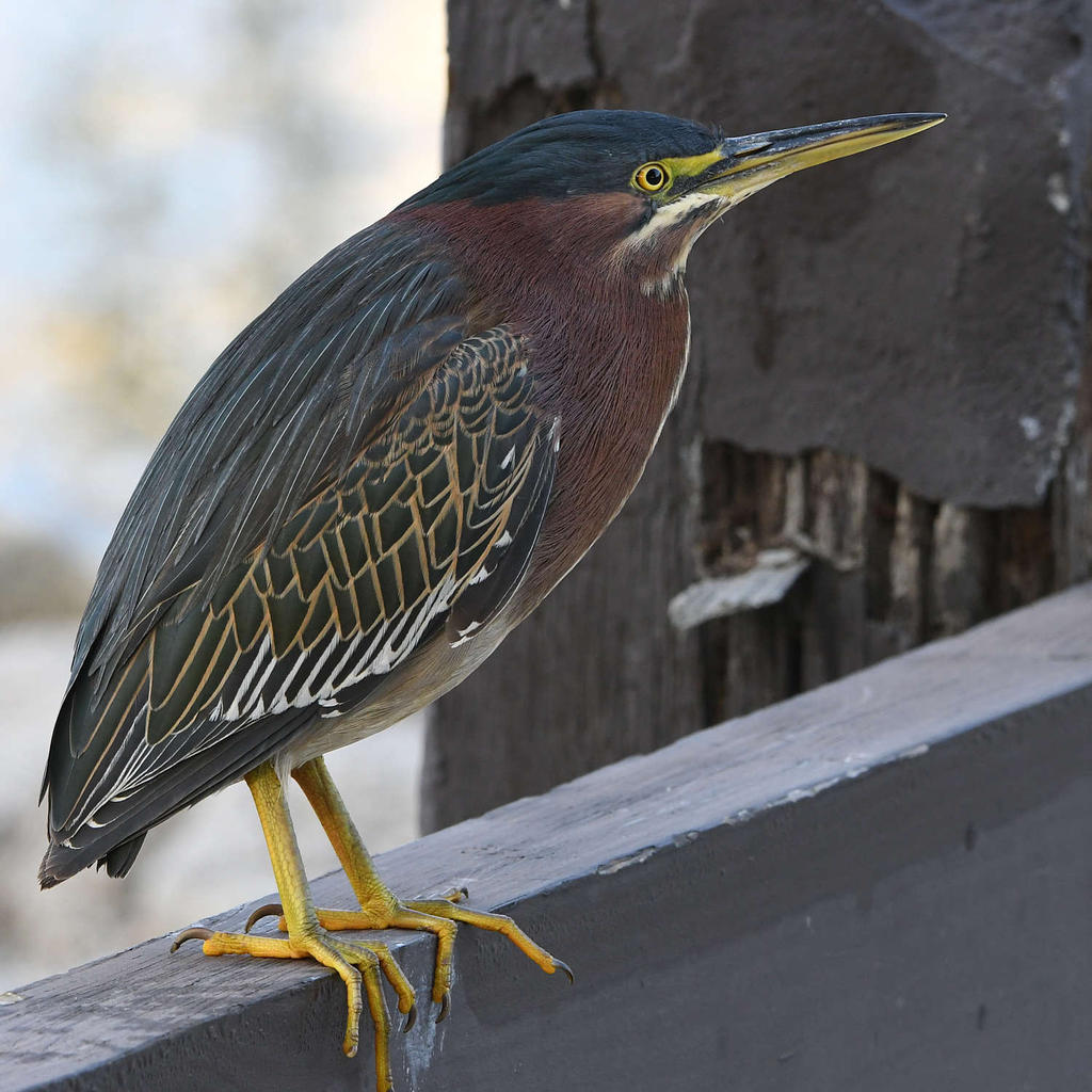 GreenHeron4.jpg