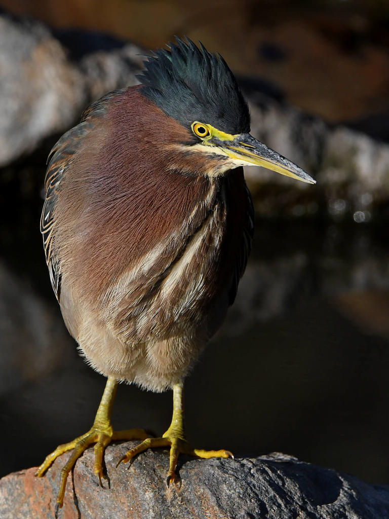 GreenHeron4.jpg