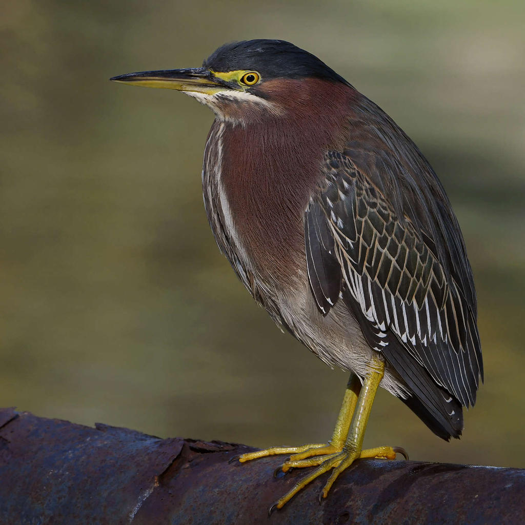 GreenHeron4.jpg