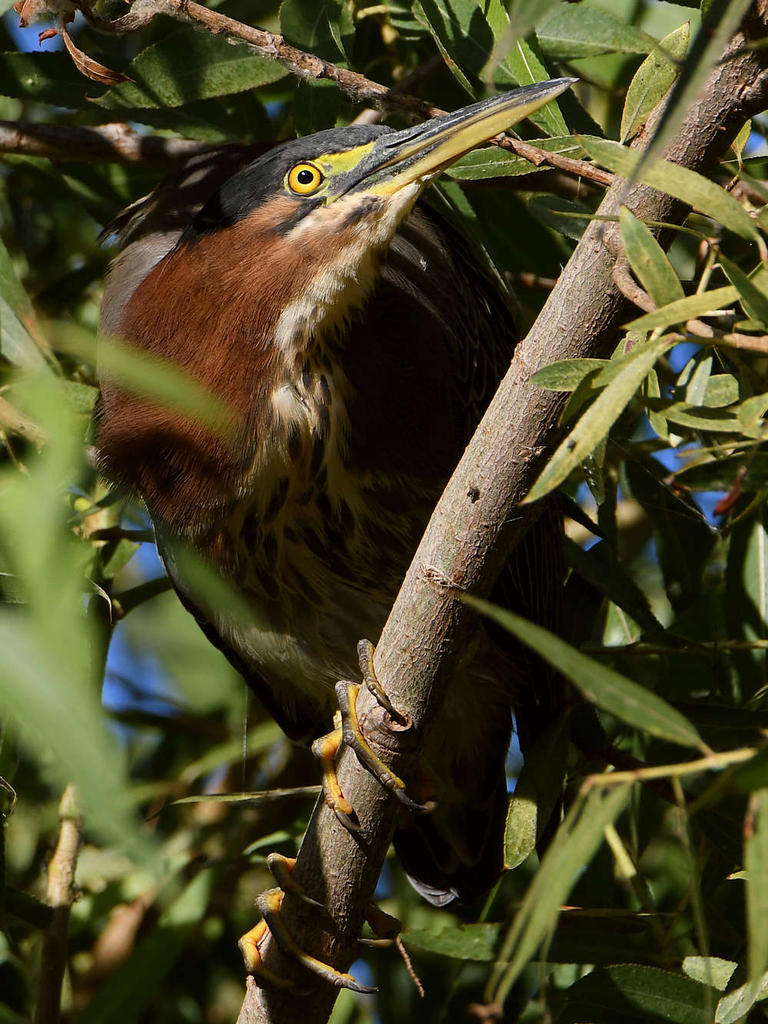 GreenHeron4.jpg