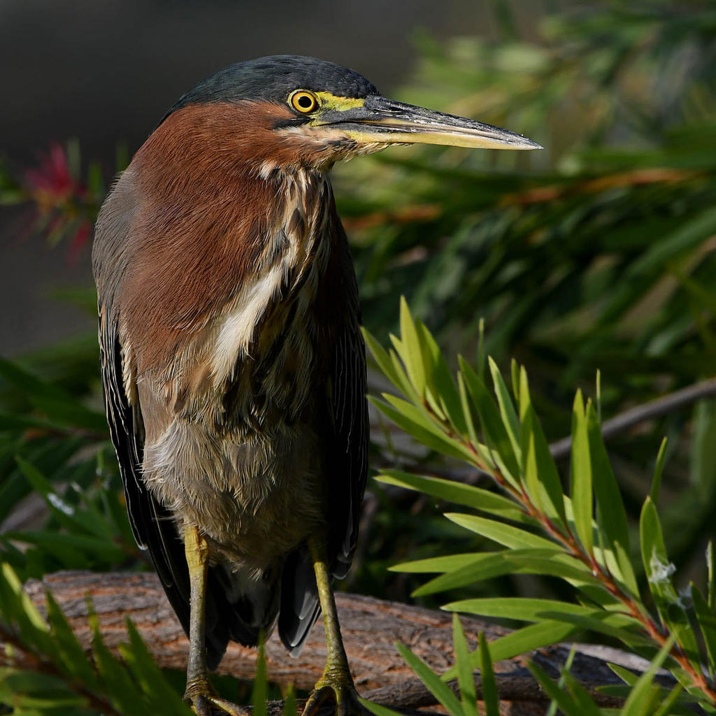 GreenHeron4.jpg