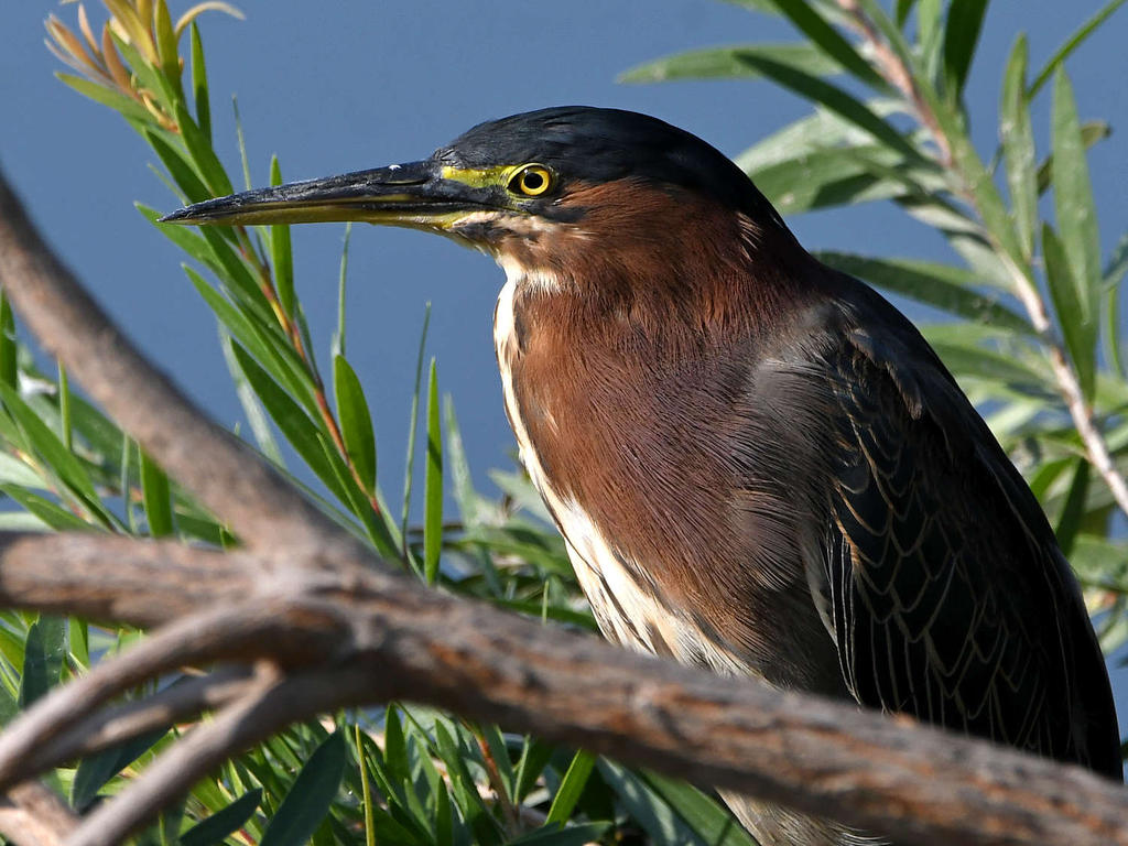 GreenHeron4.jpg