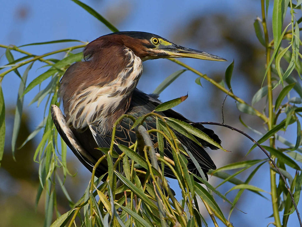 GreenHeron4.jpg