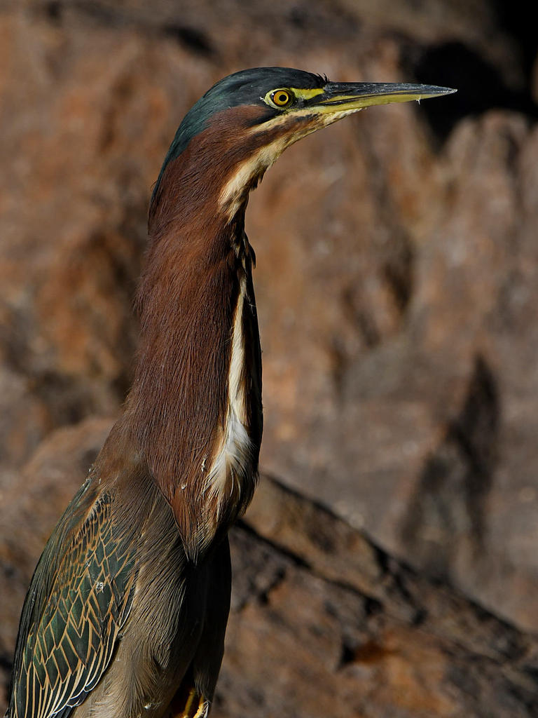 GreenHeron4.jpg