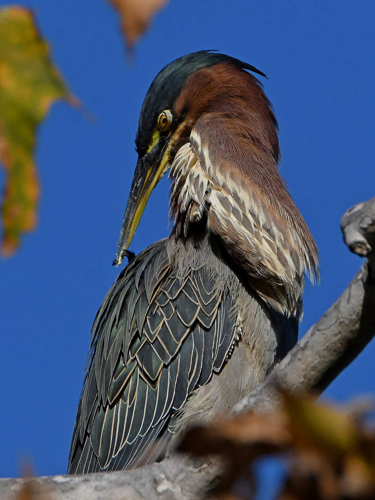 GreenHeron4.jpg
