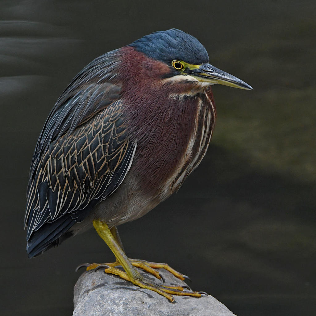 GreenHeron4.jpg