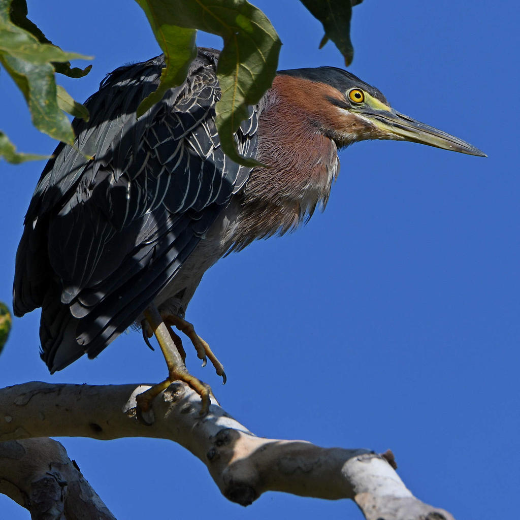 GreenHeron4.jpg