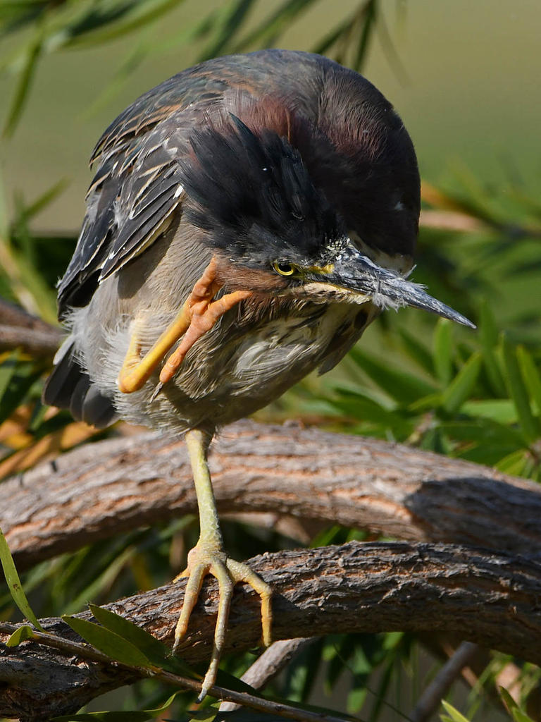 GreenHeron43.jpg