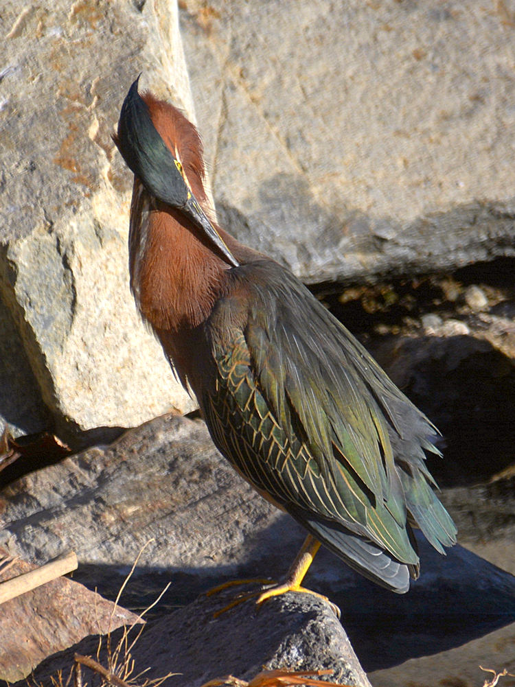 GreenHeron5.jpg